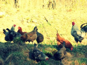 Chickens
