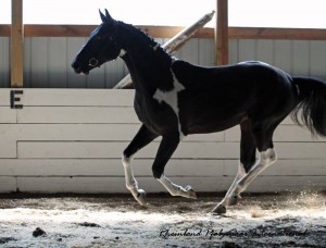 SSundance 24mo